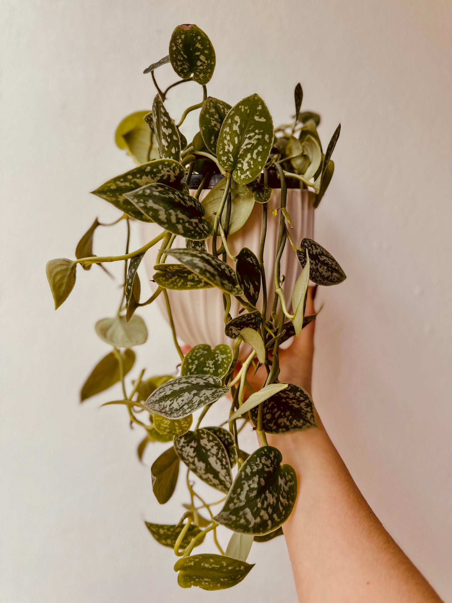 Scindapsus pictus ‘Trebie