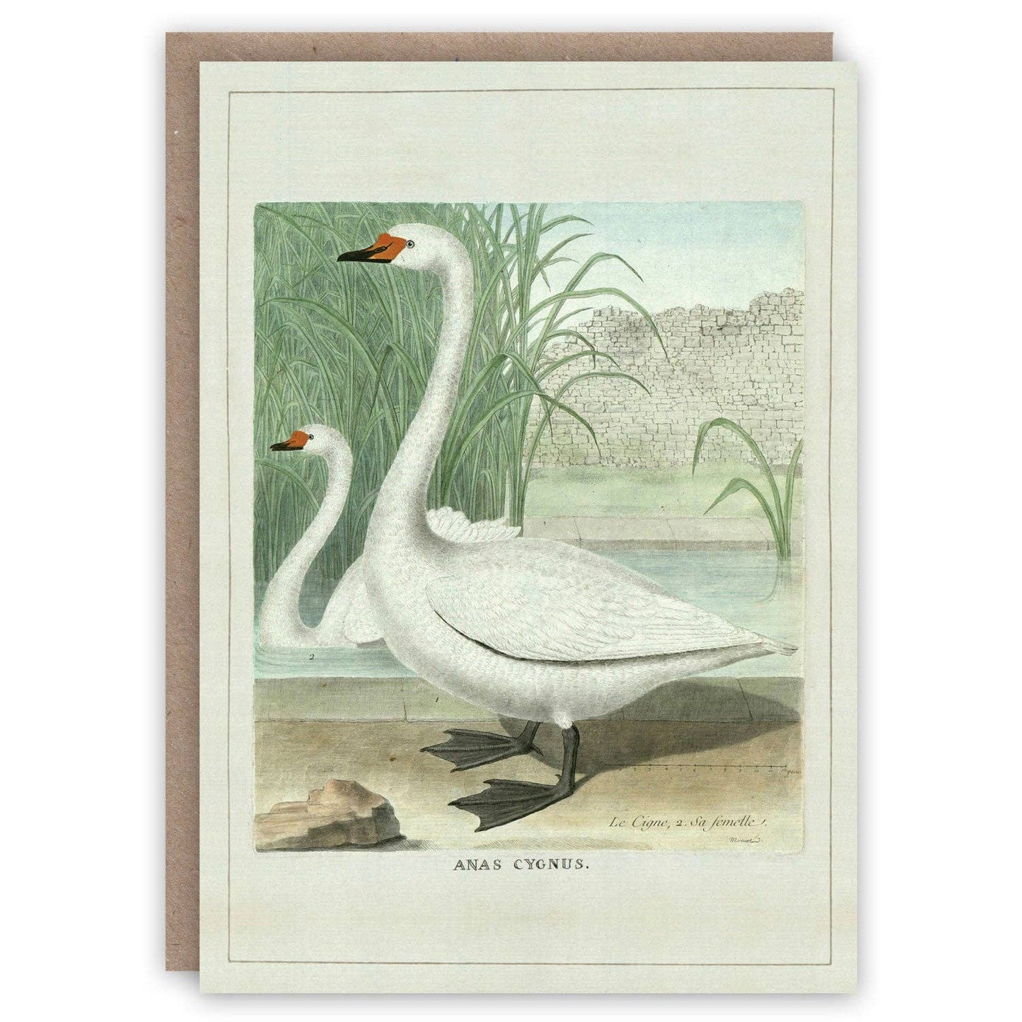 Swans