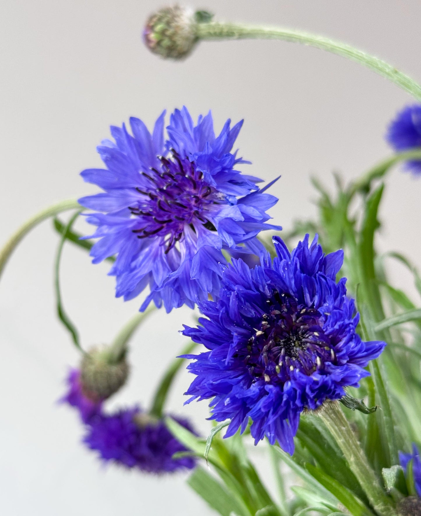 Royal blue bunch