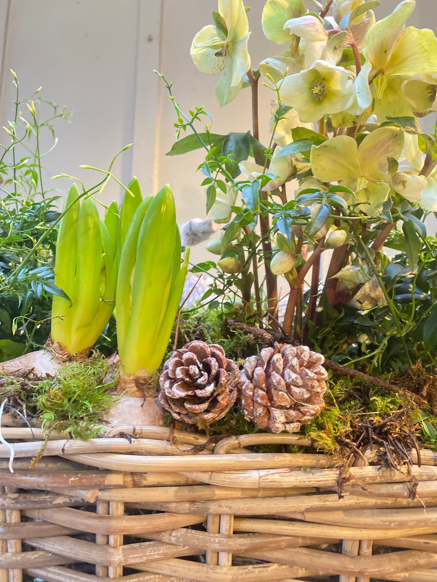 Winter garden Basket -Oval - limited stock