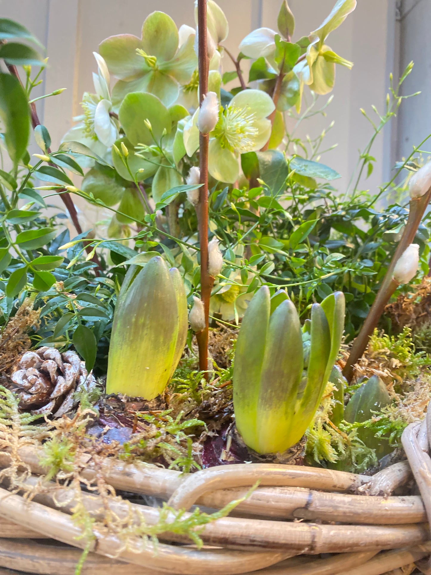 Winter garden Basket - Round -limited stock