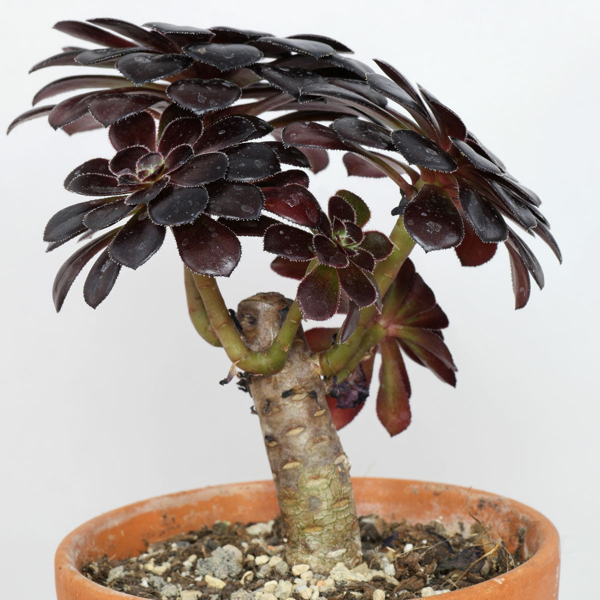 Aeonium Arboreum