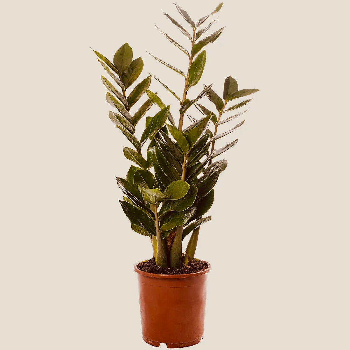 Zamioculcas - House Plant