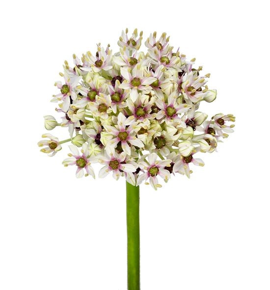 Allium silver spring - focal