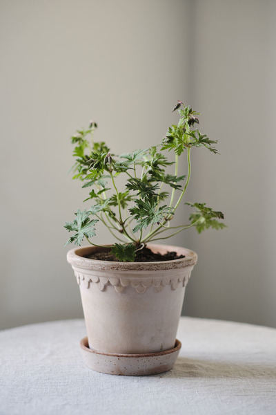 Copenhagen Rosa Terracotta