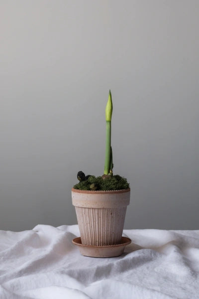 Simona - Bergs Pot Classic