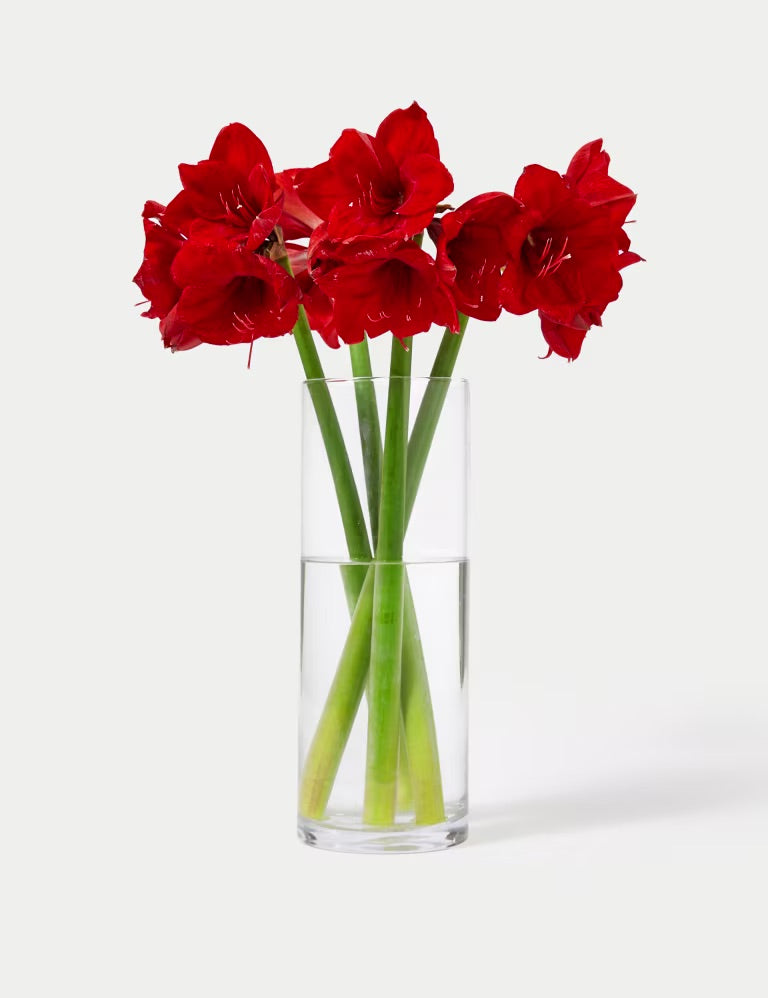 Red is the Christmas amaryllis