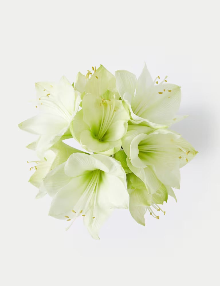 Christmas Amaryllis- white