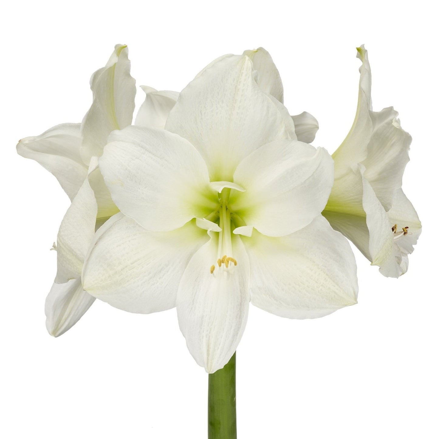 Christmas Amaryllis- white