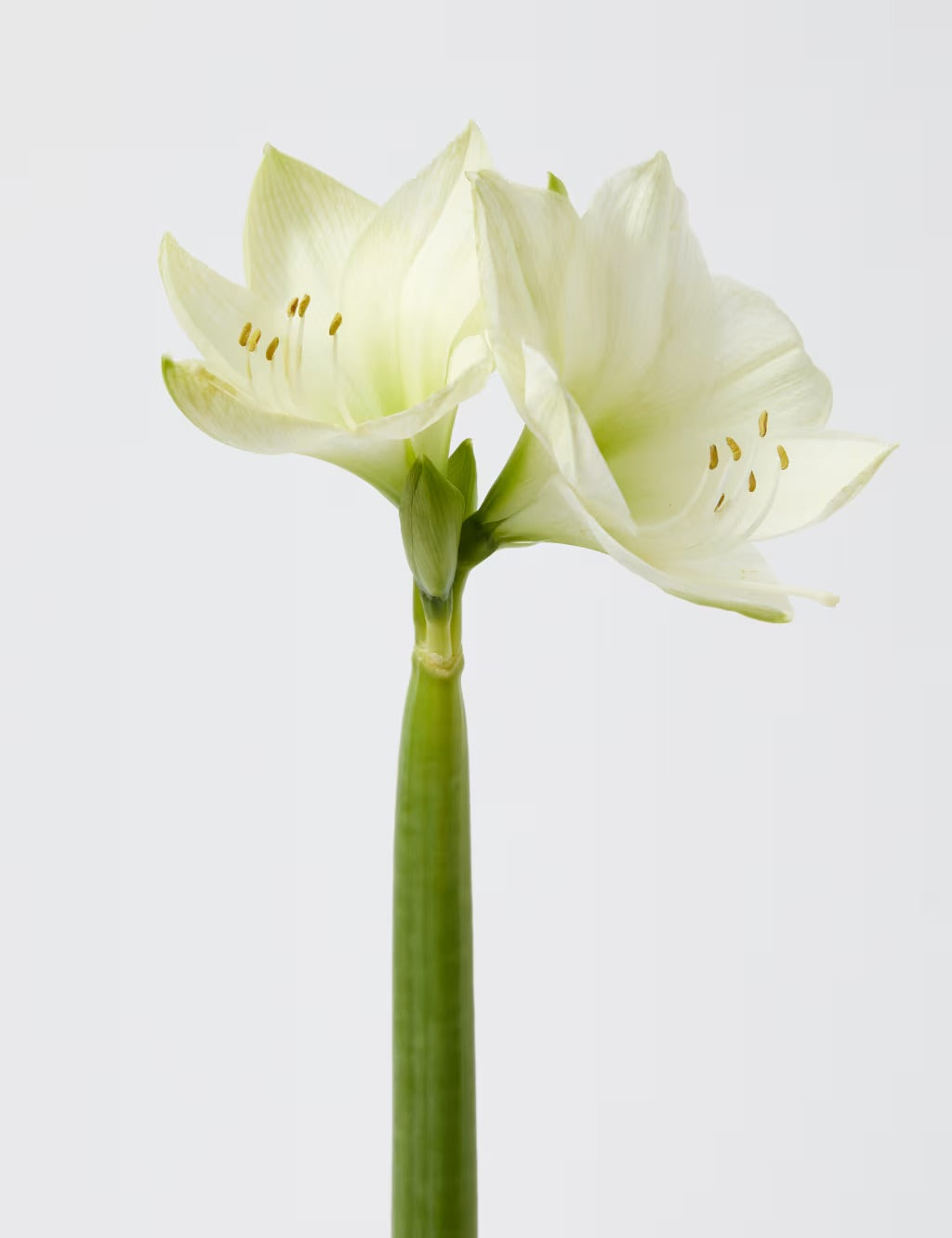 Christmas Amaryllis- white