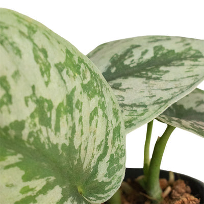 Scindapsus pictus ‘Trebie