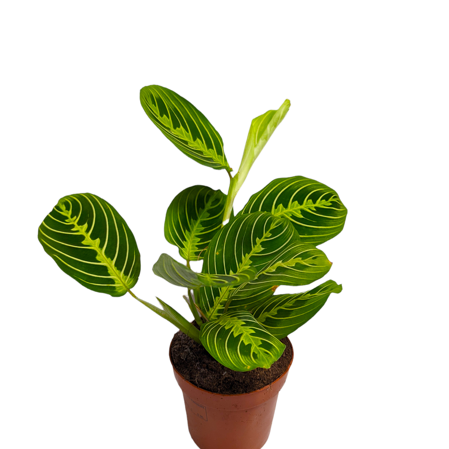 Maranta fascination - praying plant