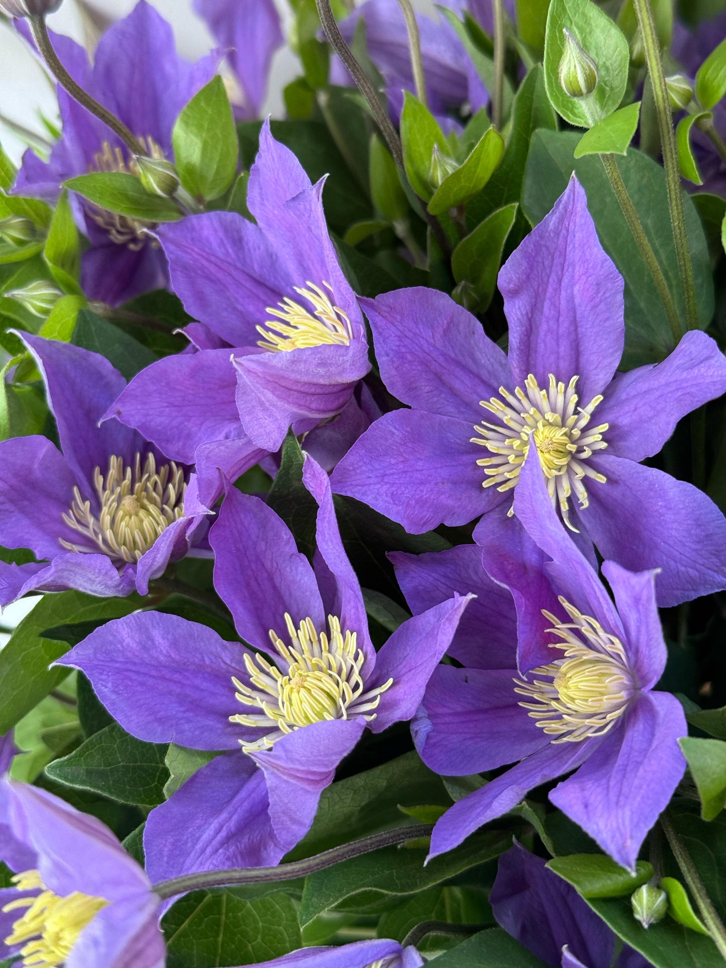 Clemency bunch