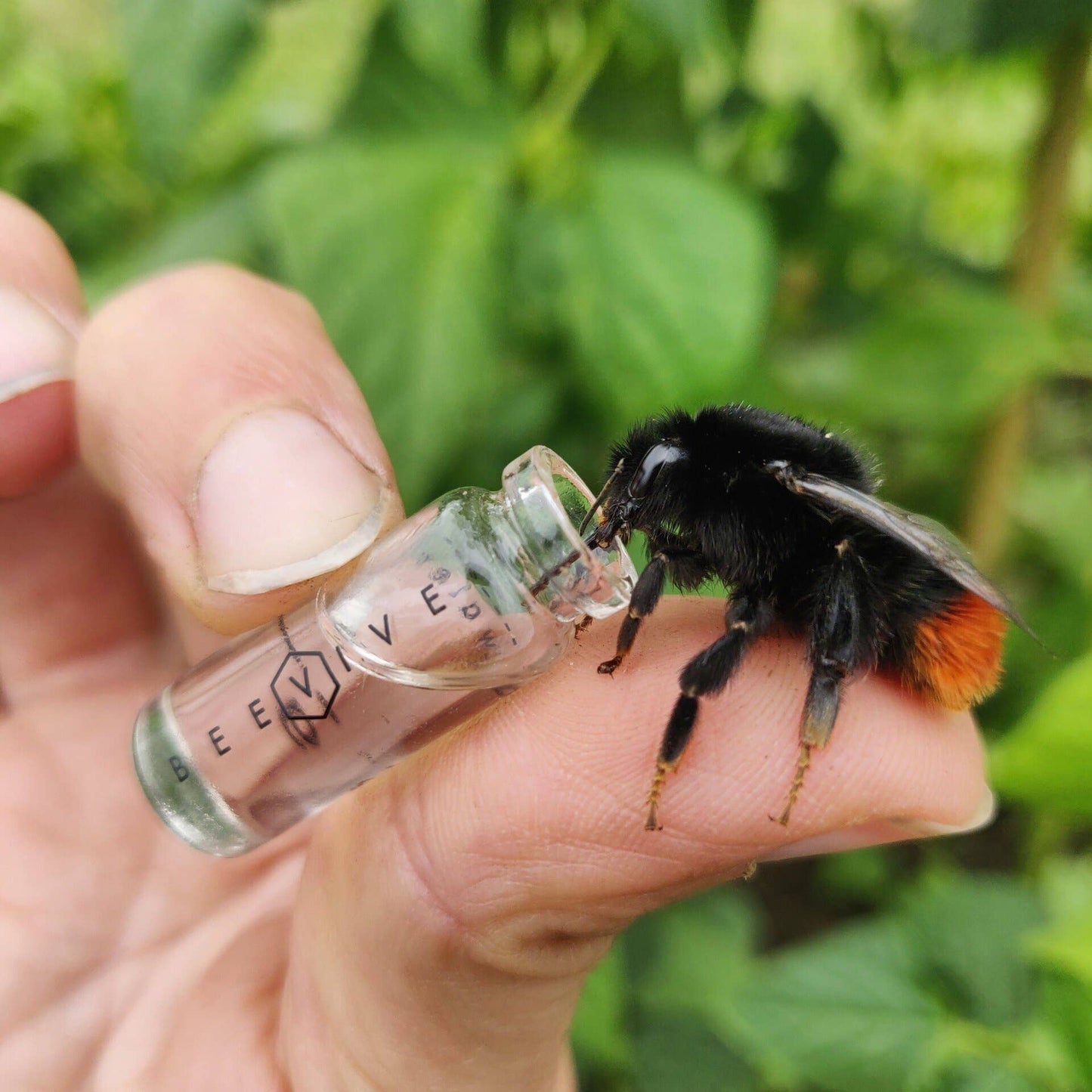 Bamboo Bee Revival Kit: Gold