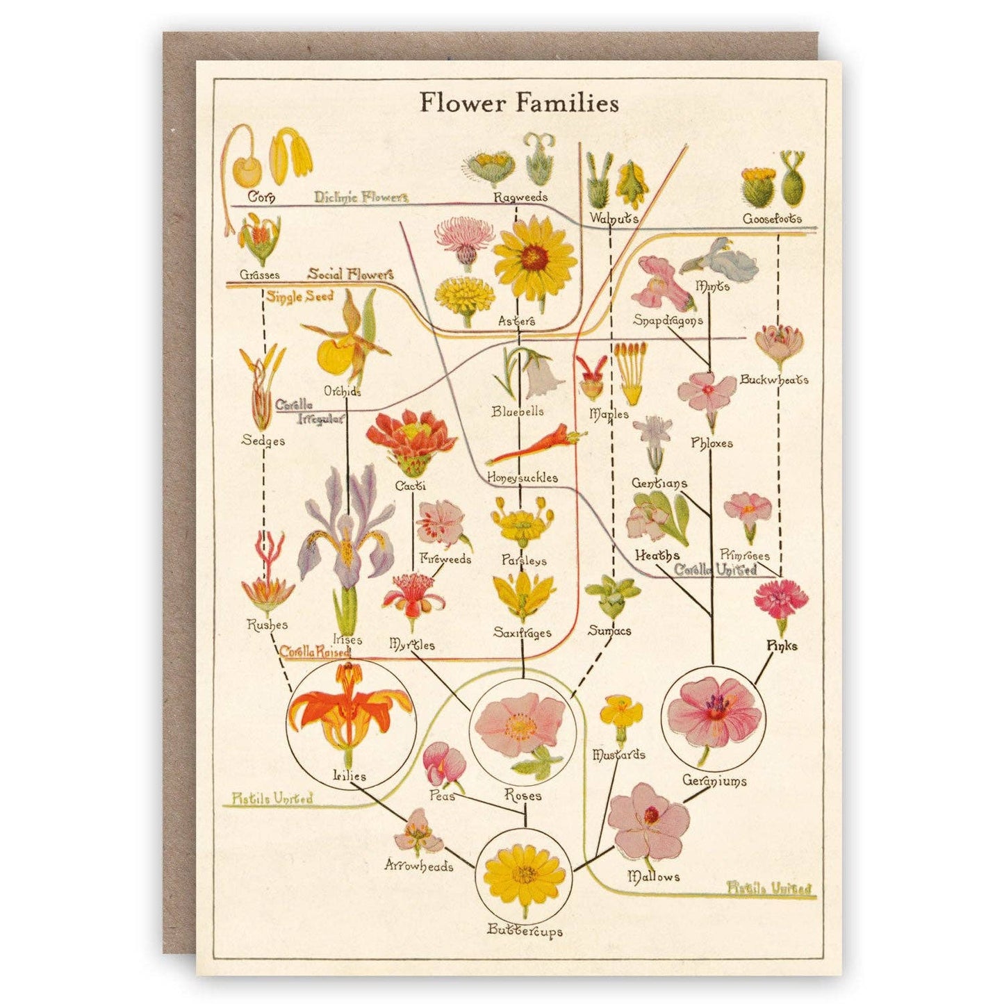 Flower Families