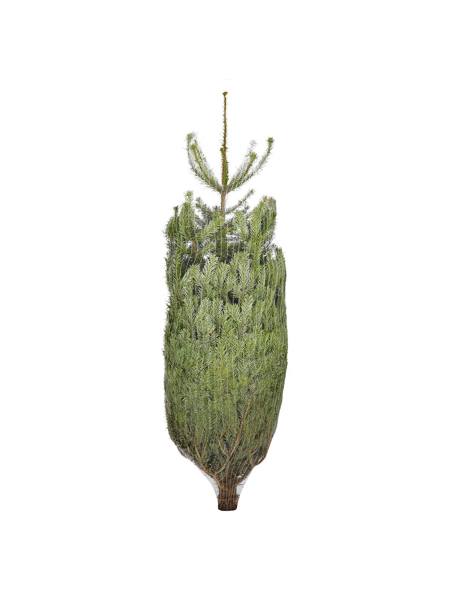 Deluxe Nordman Fir Christmas tree