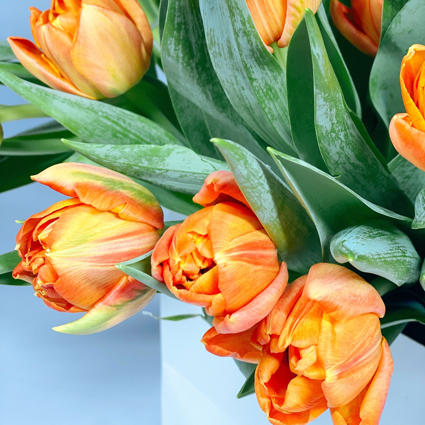 Orange Tulips (double tulips)