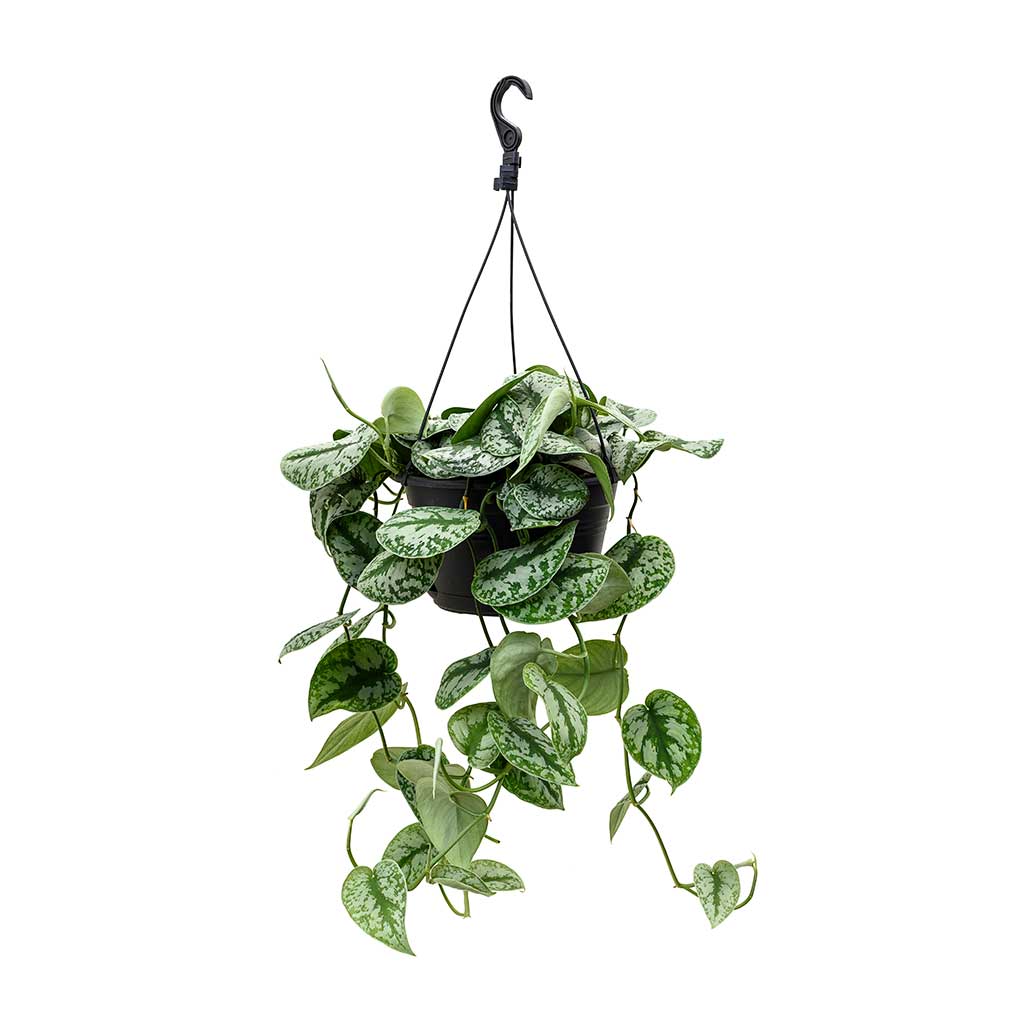 Scindapsus pictus ‘Trebie