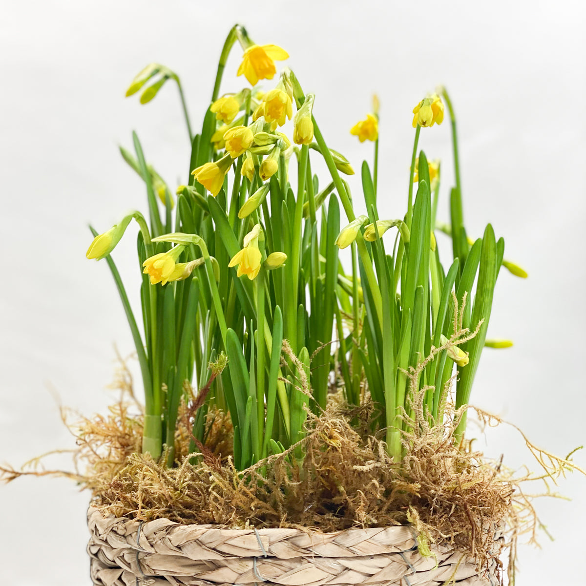 Jonquils