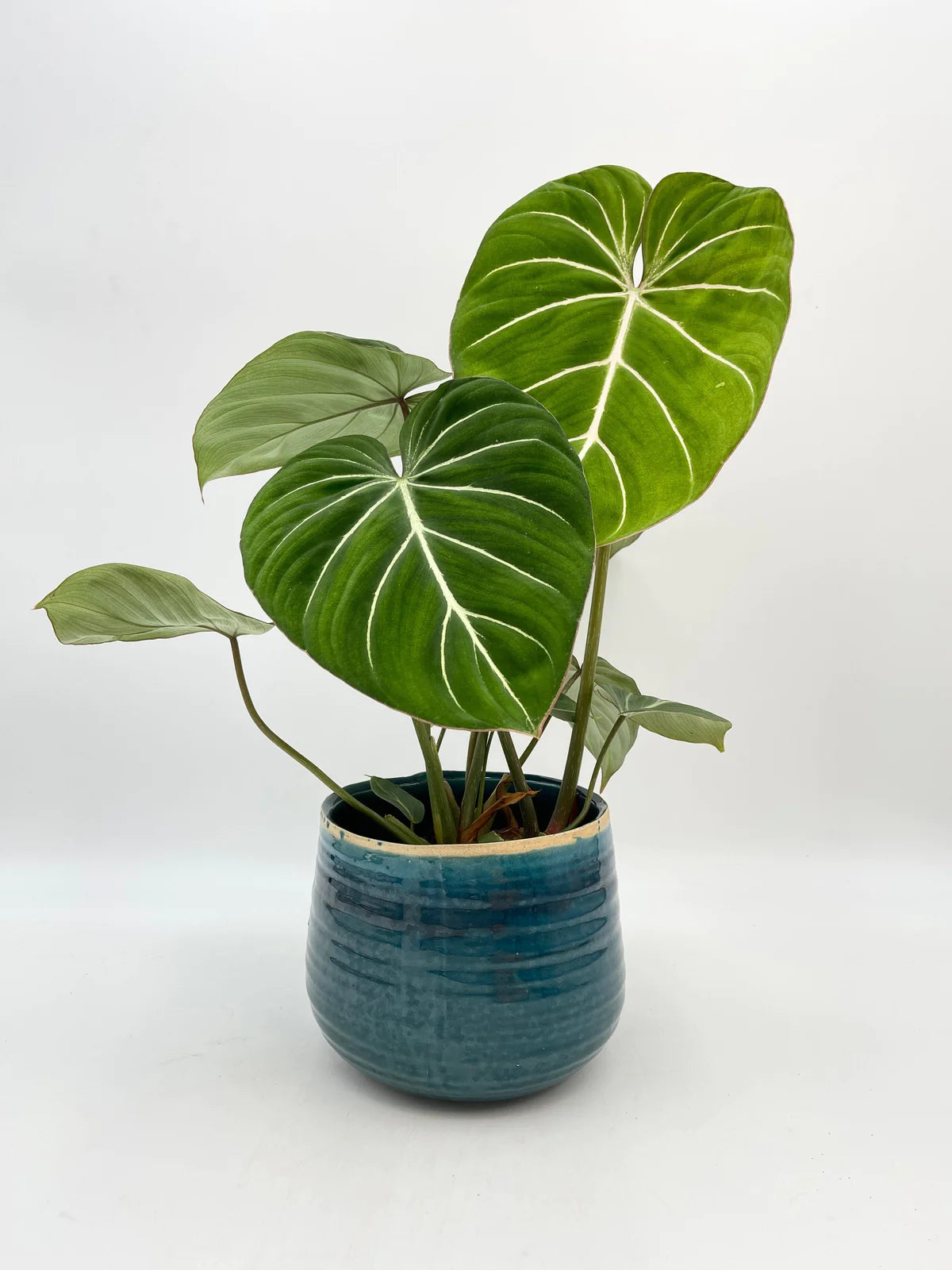 Philodendron Glorious
