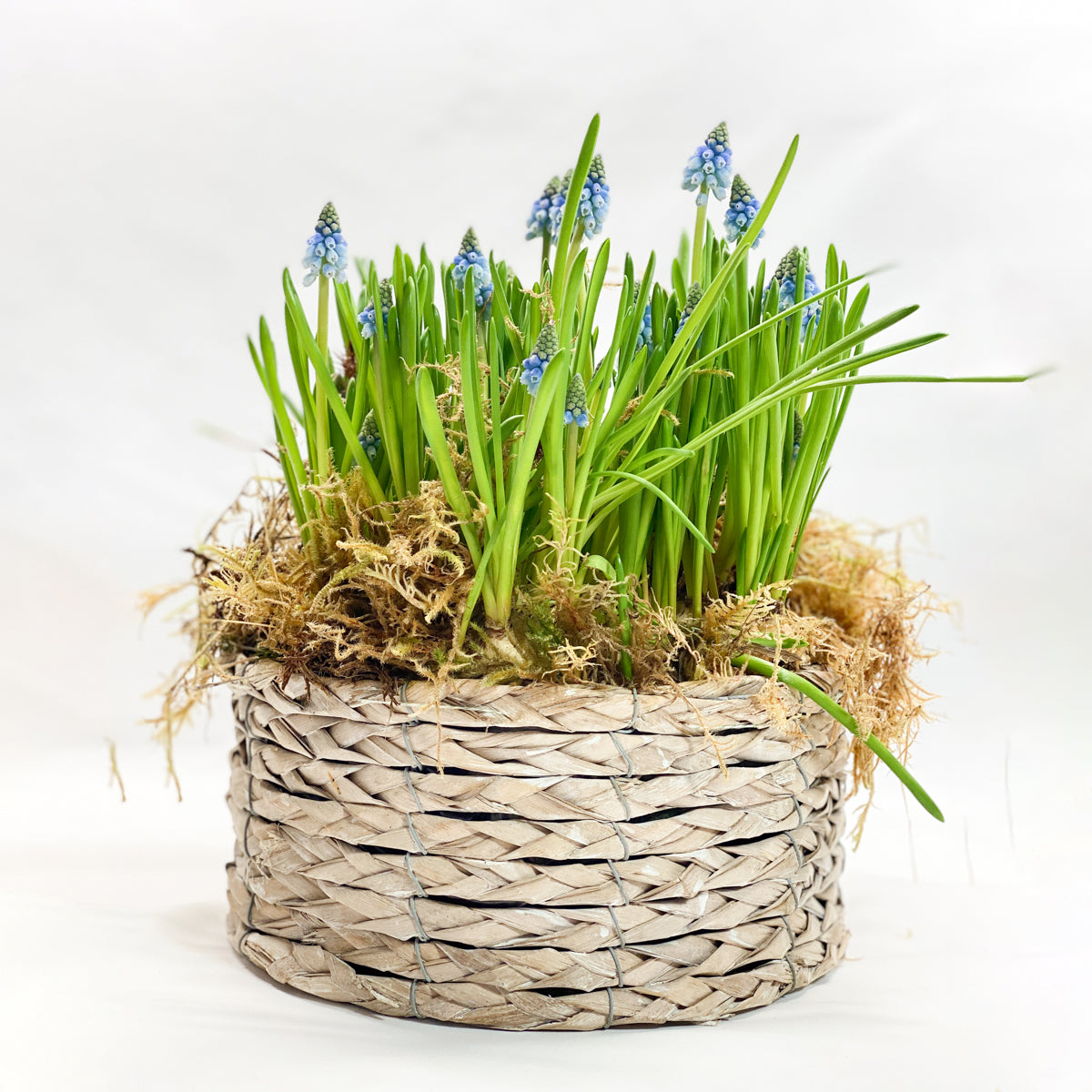 Grape Hyacinth