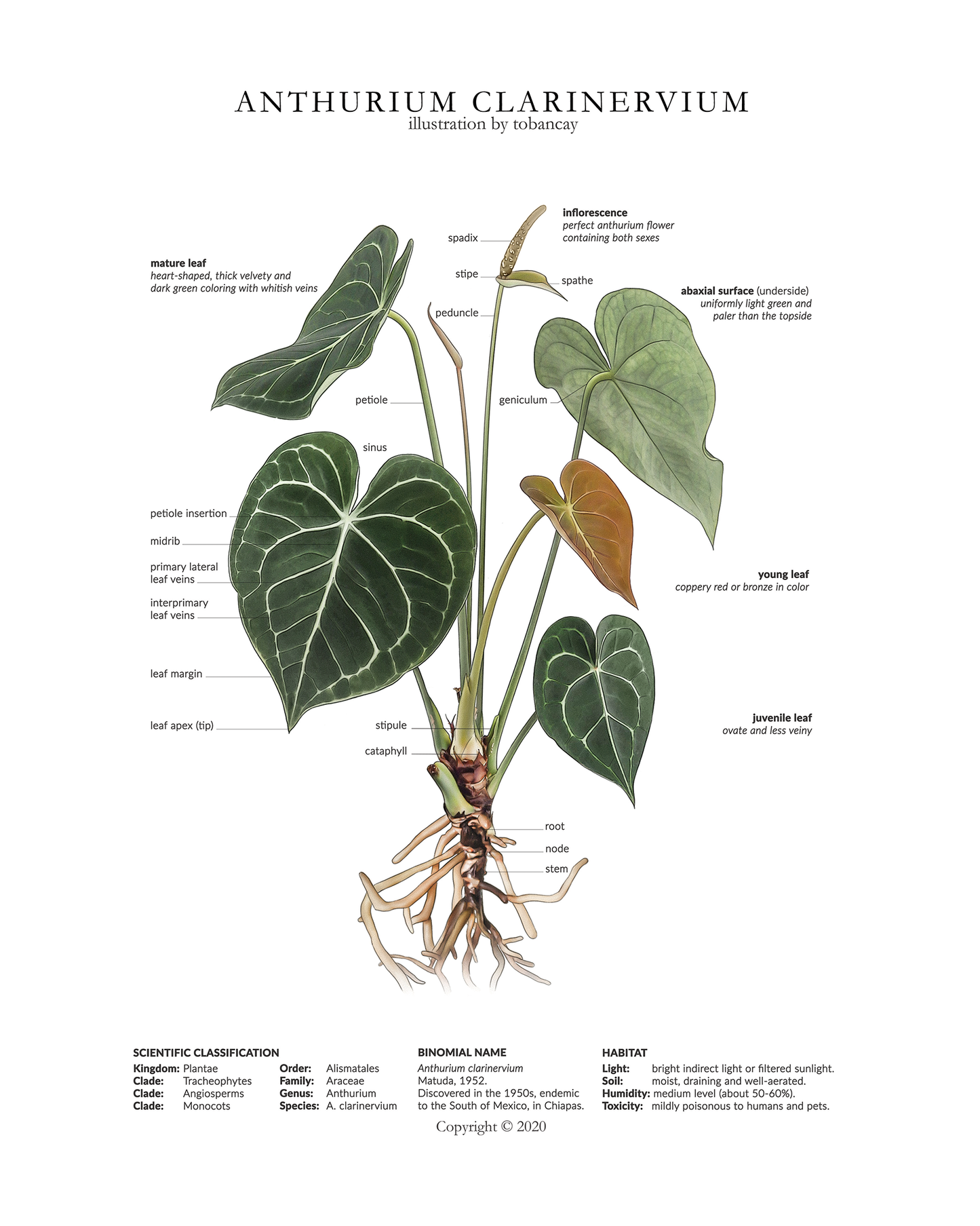 Anthurium clarinervium