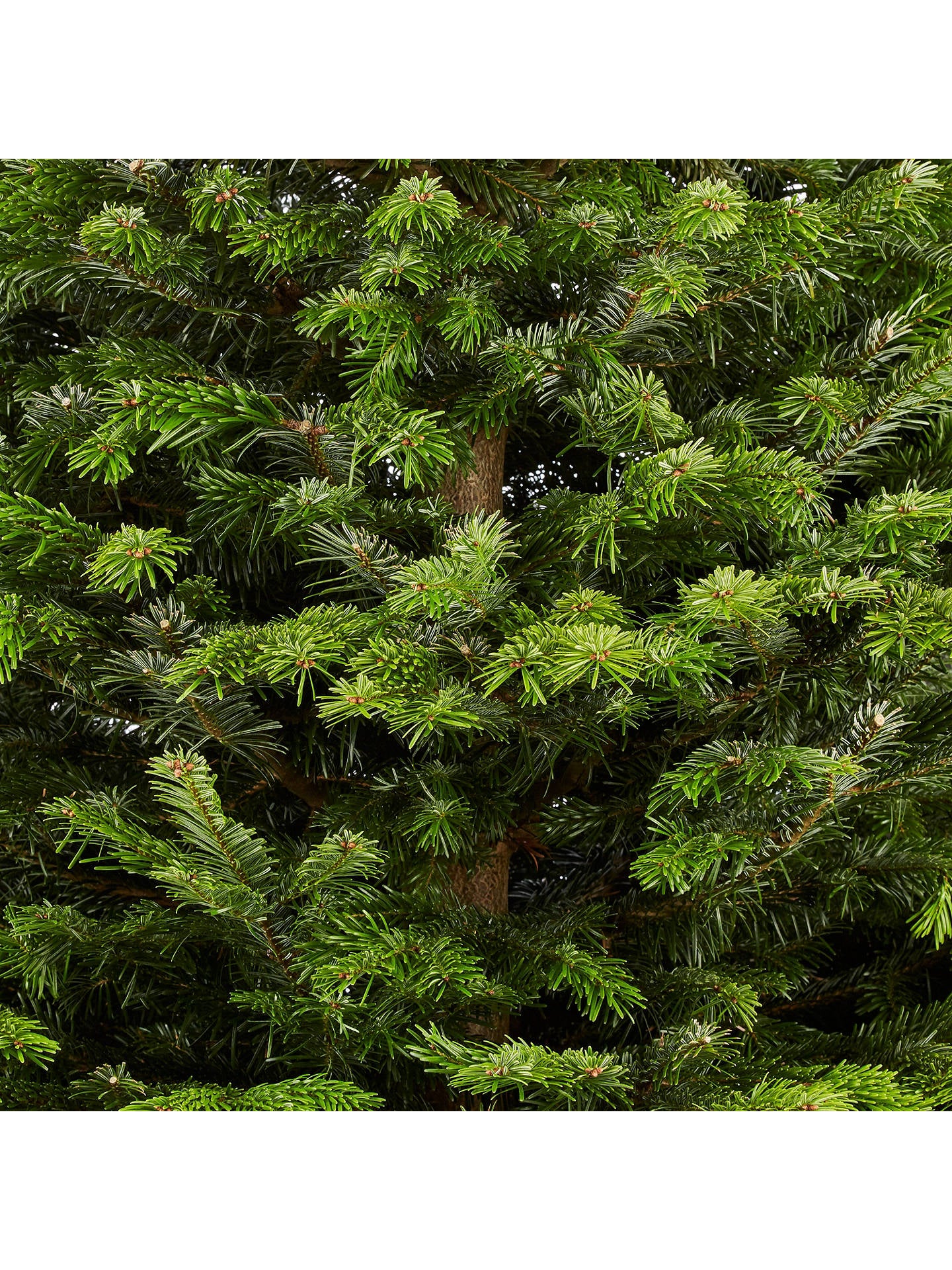 Deluxe Nordman Fir Christmas tree