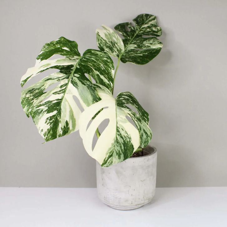 Variegated Monstera