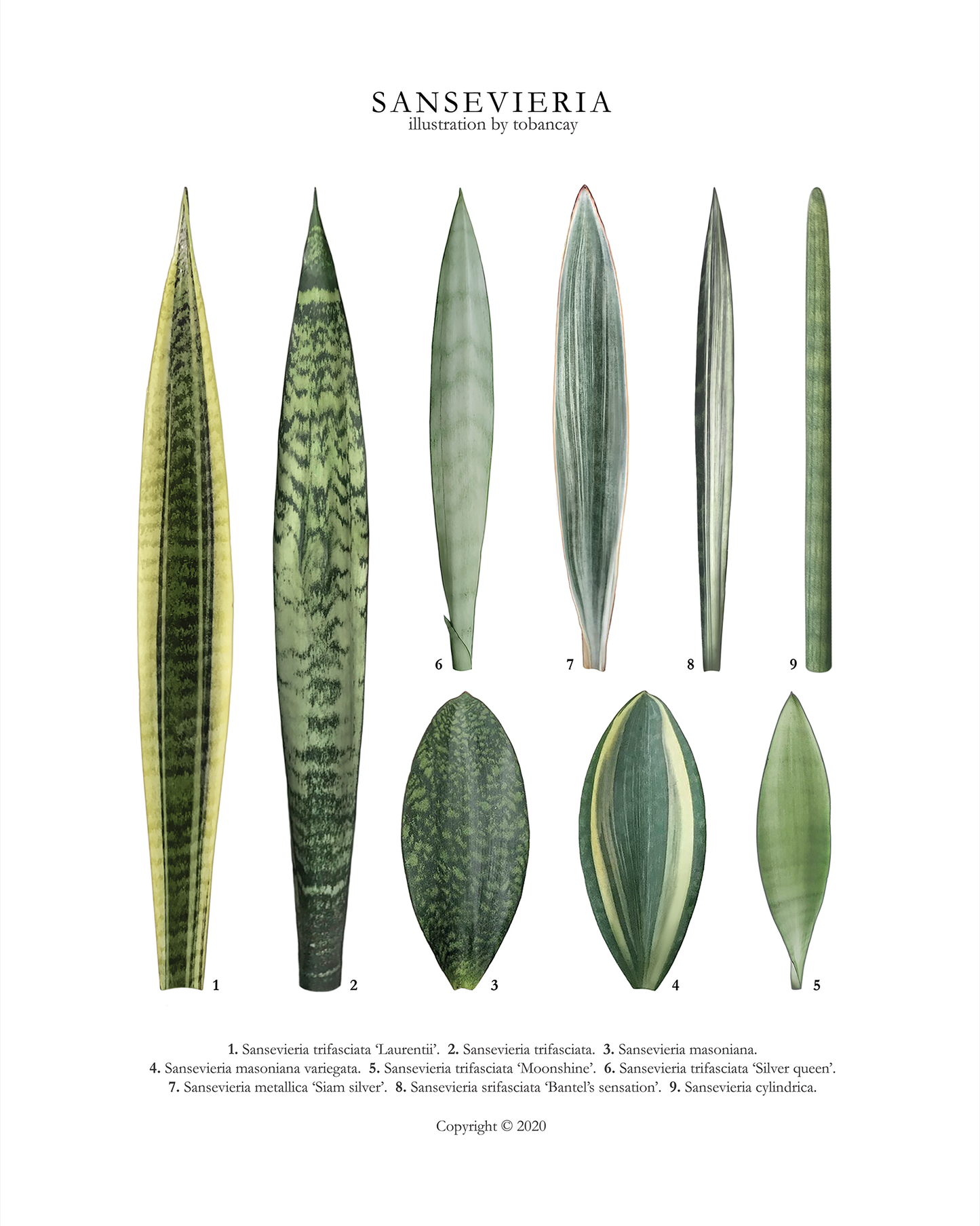 Sanseveria