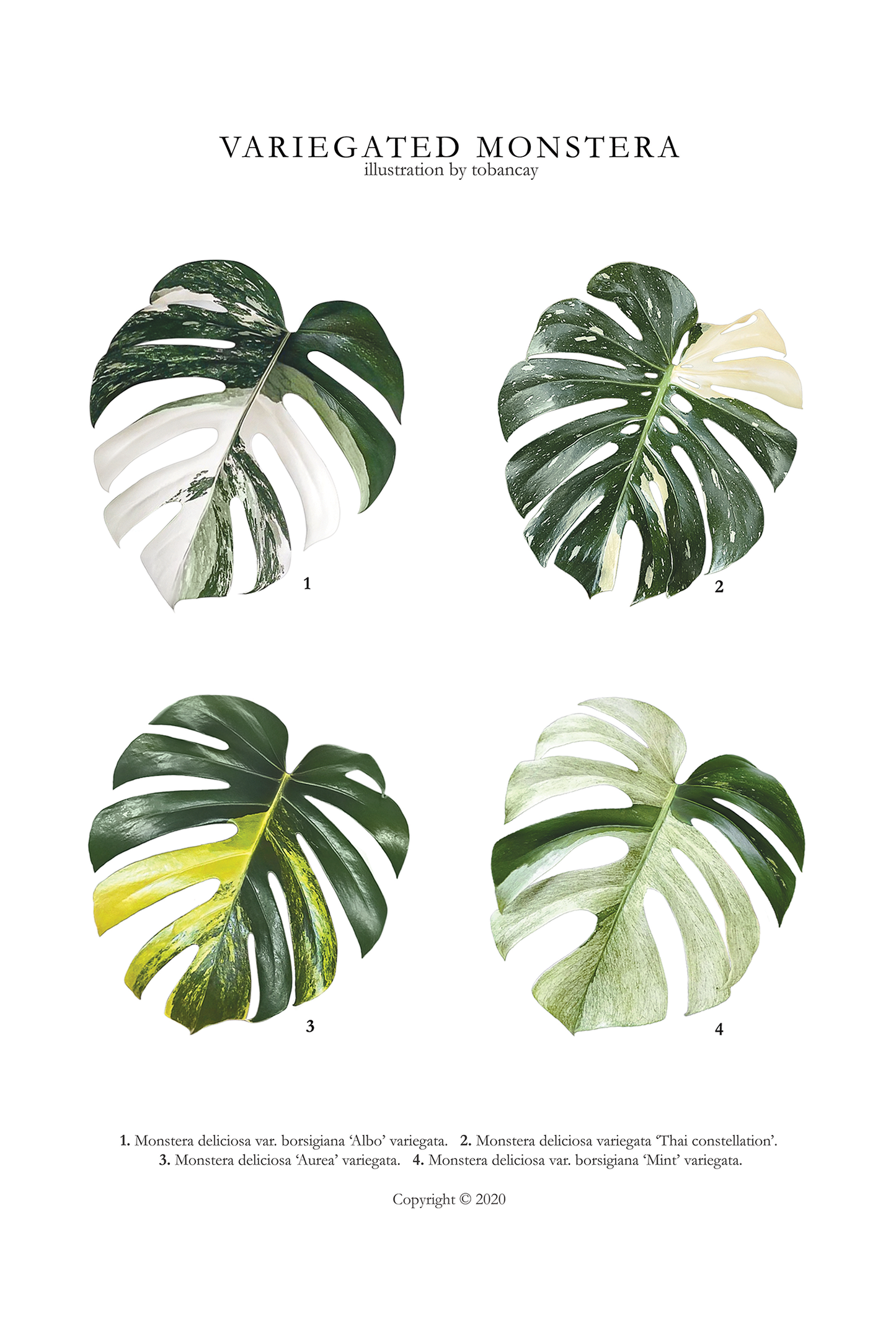 Variegated Monstera