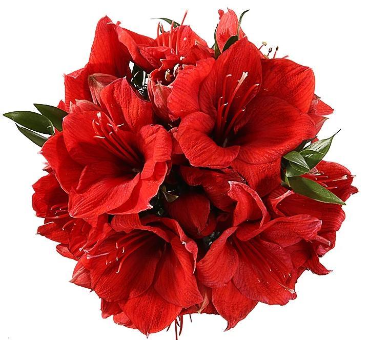 Red is the Christmas amaryllis