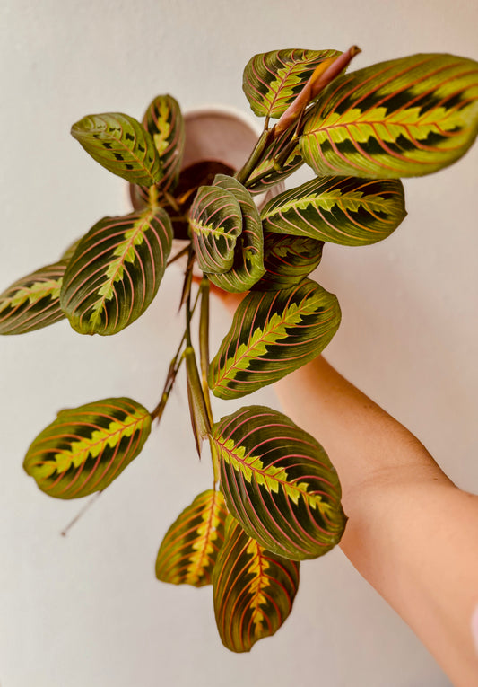 Maranta fascination - praying plant