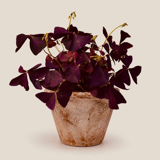 Oxalis - House Plant