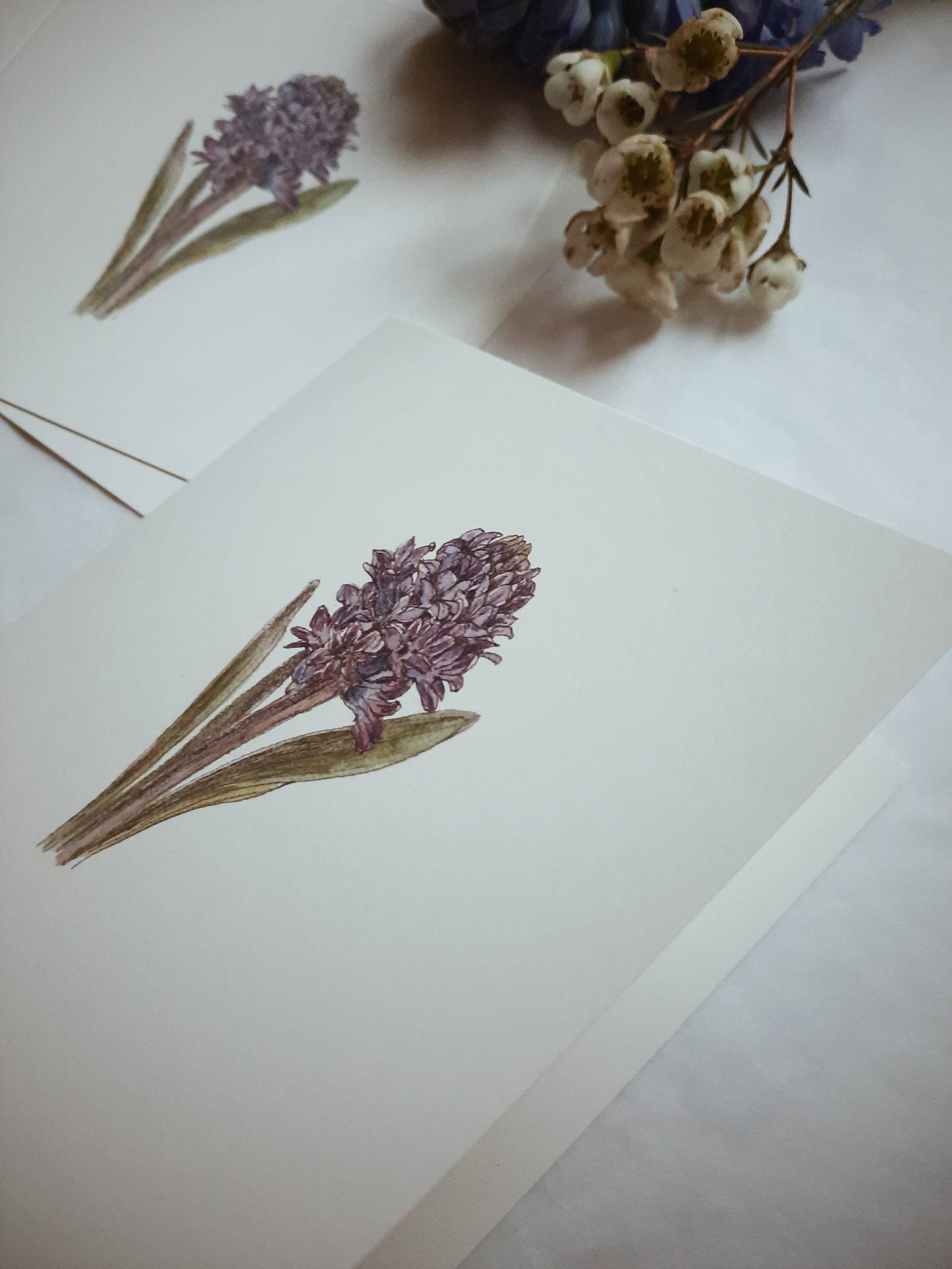 Blue hyacinth / Folded Card