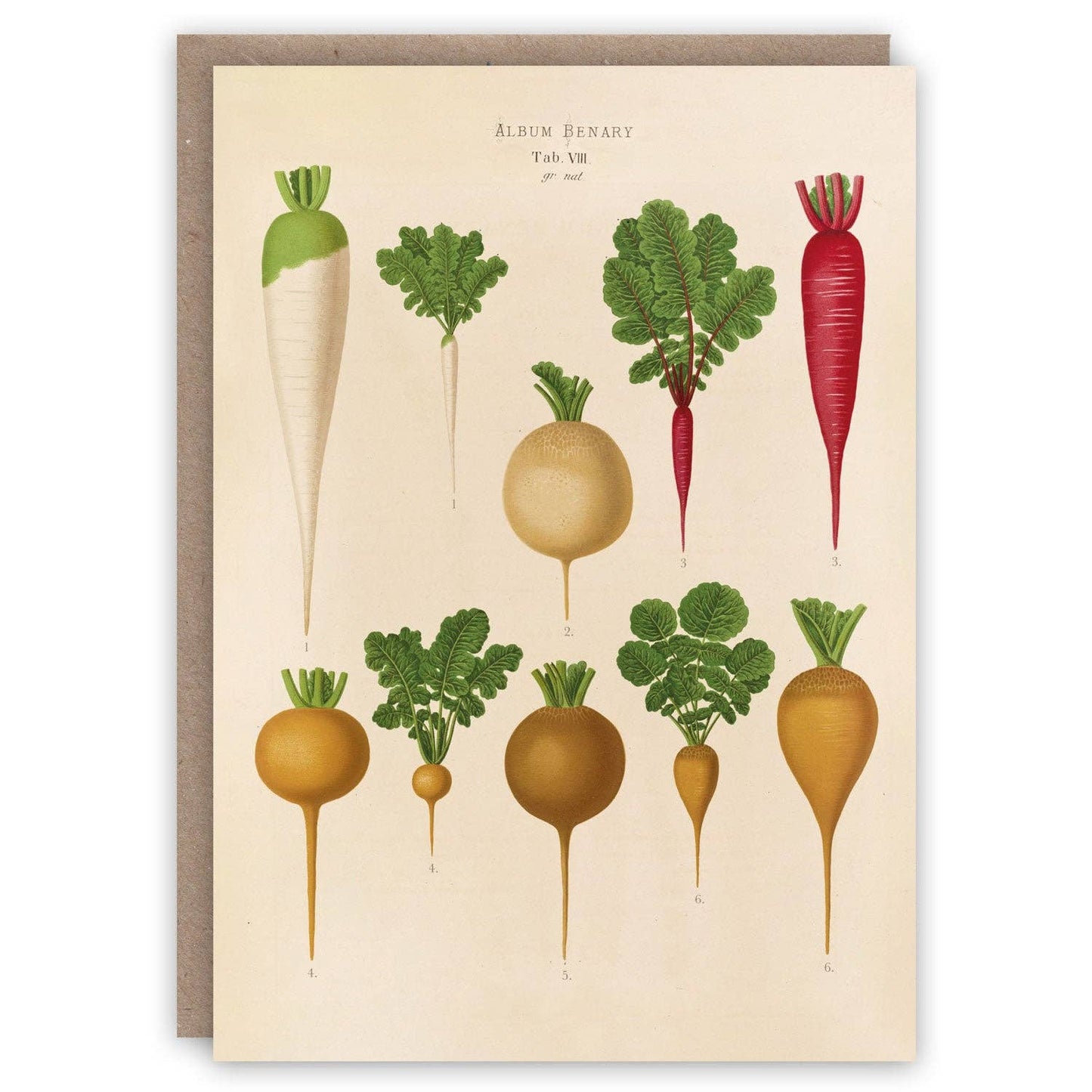 Radishes