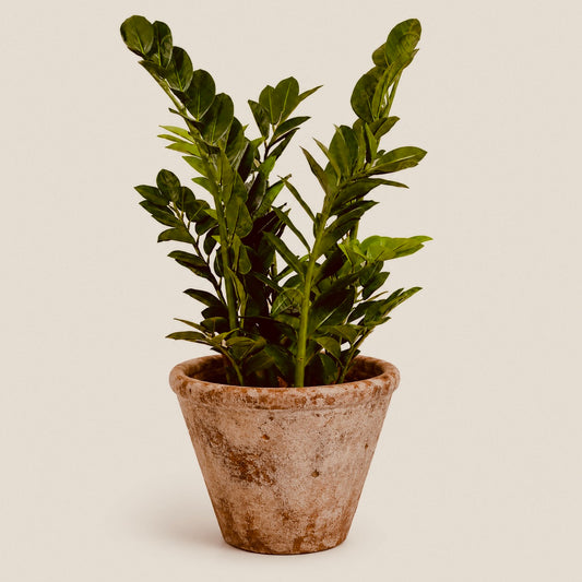 Zamioculcas - House Plant
