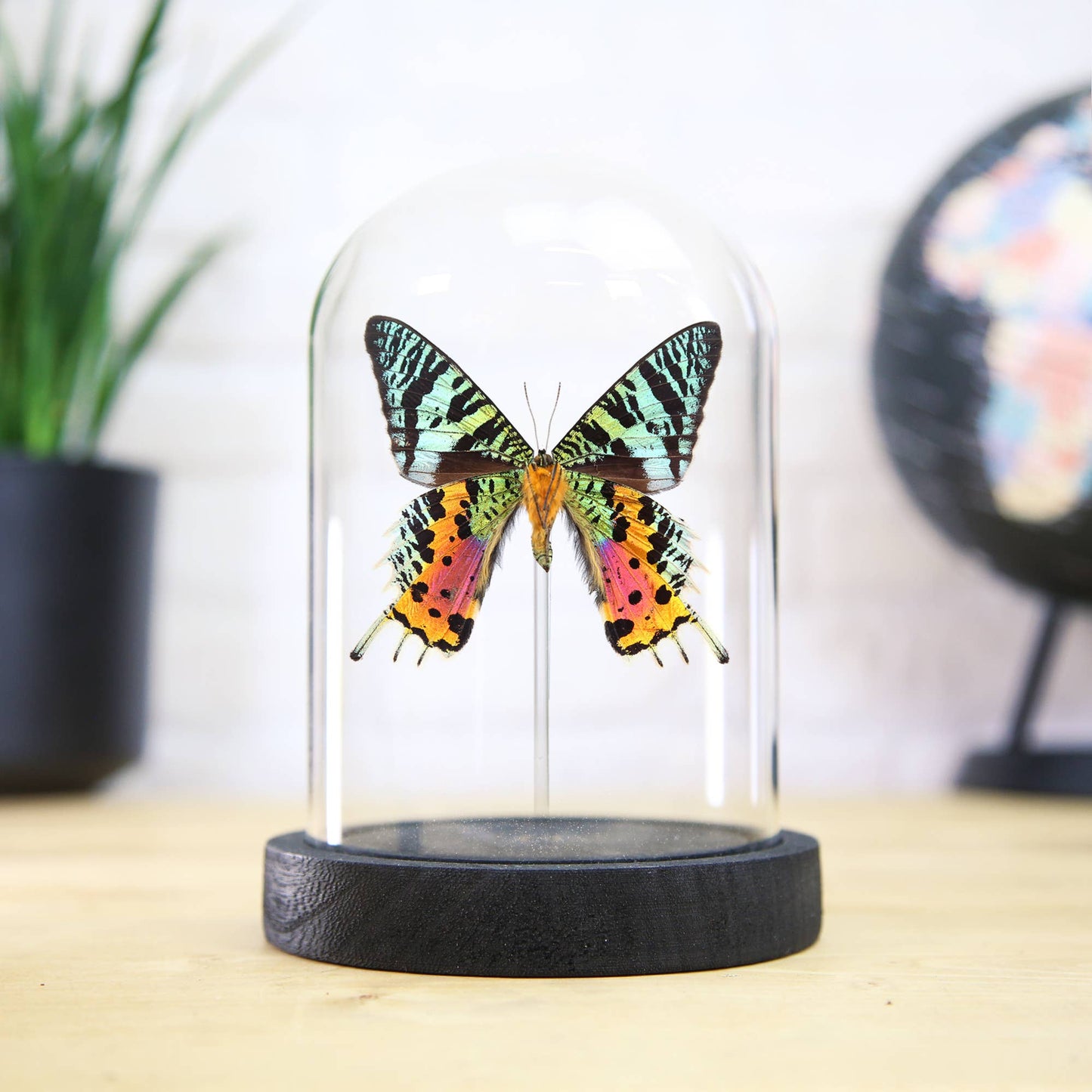 Madagascan Sunset Moth Butterfly Taxidermy Bell Jar: Ebony Black