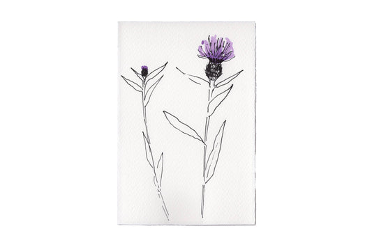 In The Meadow Card - Knapweed