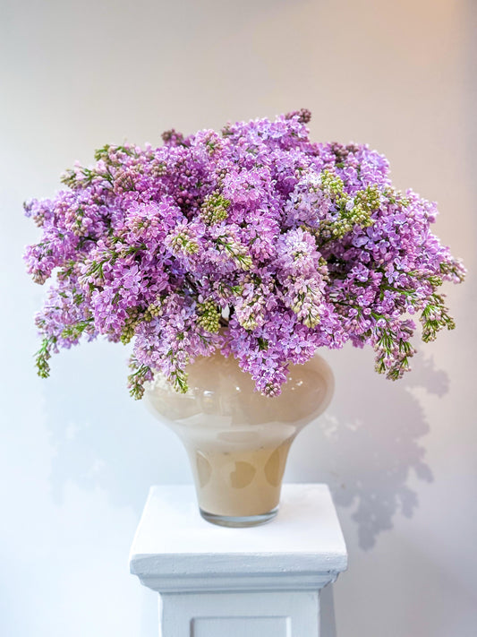 Lilac fiori bunch