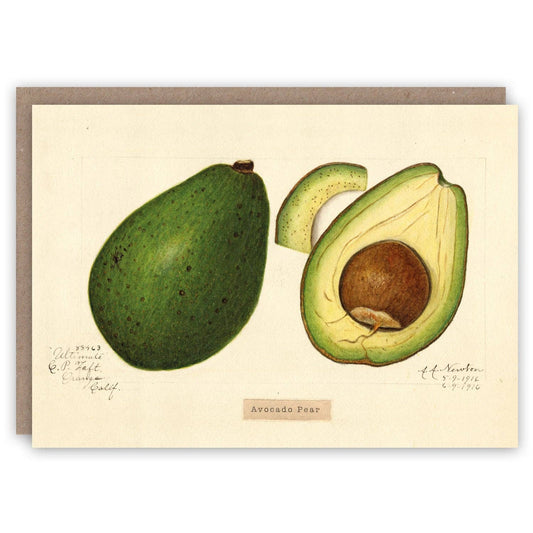 Avocado