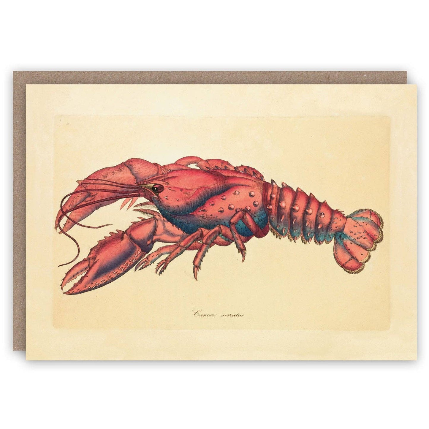 Lobster