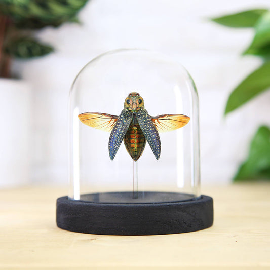 False Eyed Jewel Beetle Taxidermy Bell Jar: Ebony Black