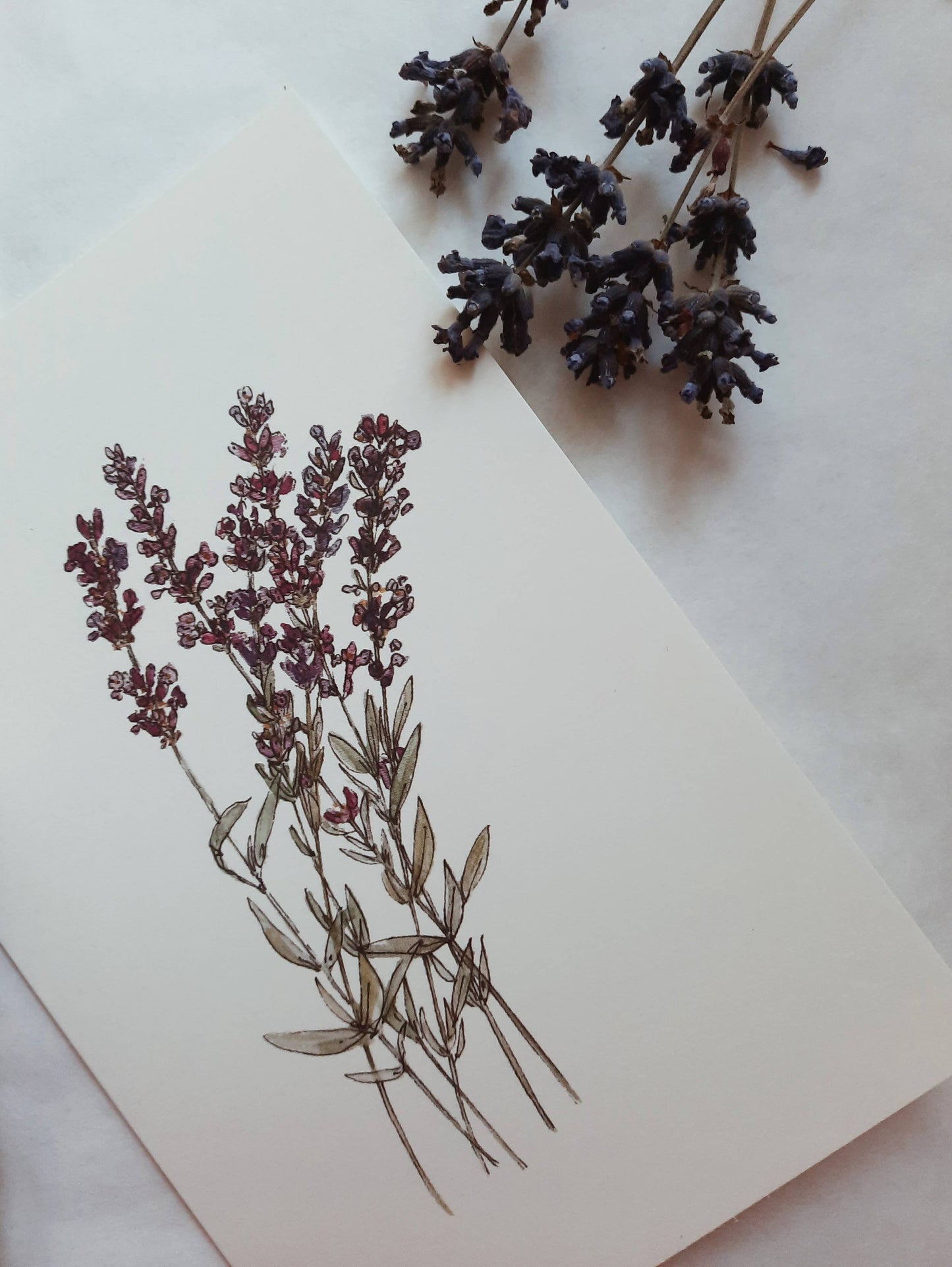 Lavender Card Folded Card