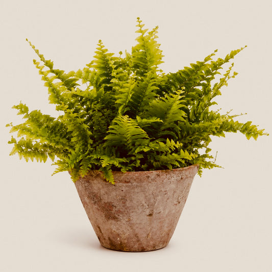 Fern nephrolepis - House Plant