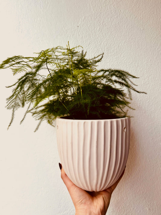 Asparagus Fern