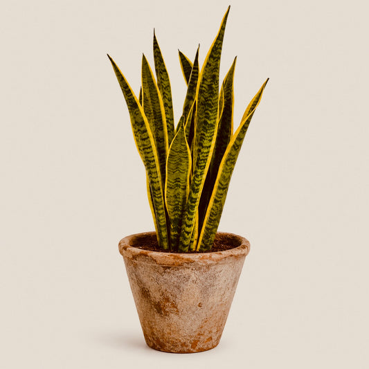Sansevieria - House Plant