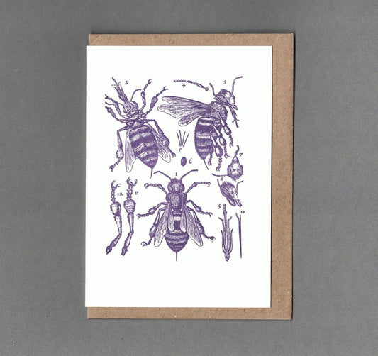 Bee Anatomy. Letterpress Greeting Card, Eco Friendly: With cello