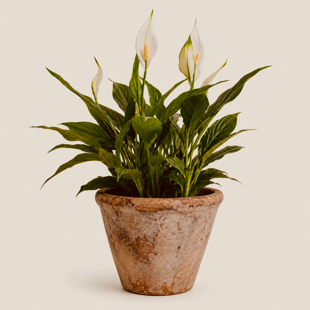 Peace lilly - House Plant