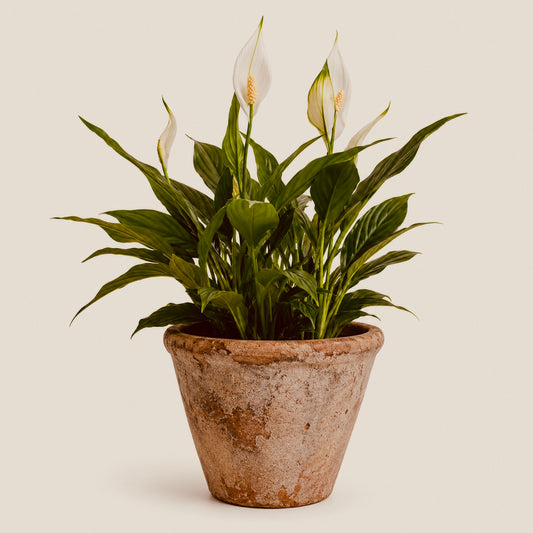 Peace lilly - House Plant