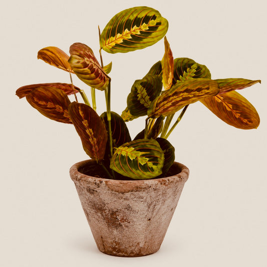 Maranta - House Plant